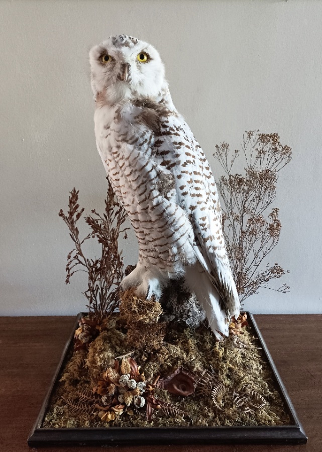 A Cased Taxidermy Snowy Owl, 1920’s (1).jpg